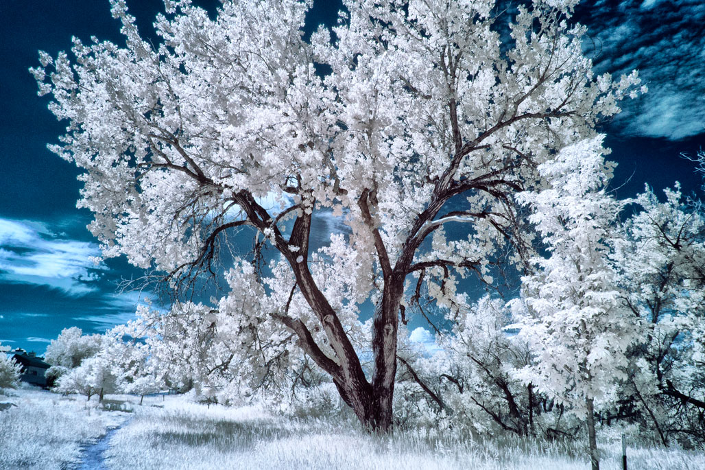 Enhanced Infrared Photography