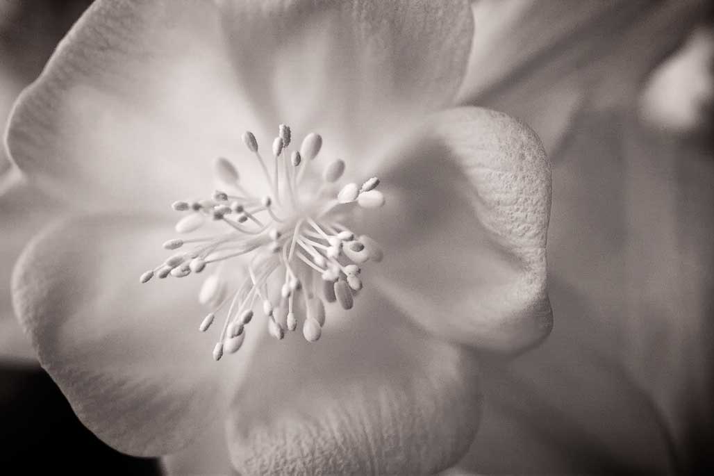 Monochrome Monday: Photographing Flowers in Infrared