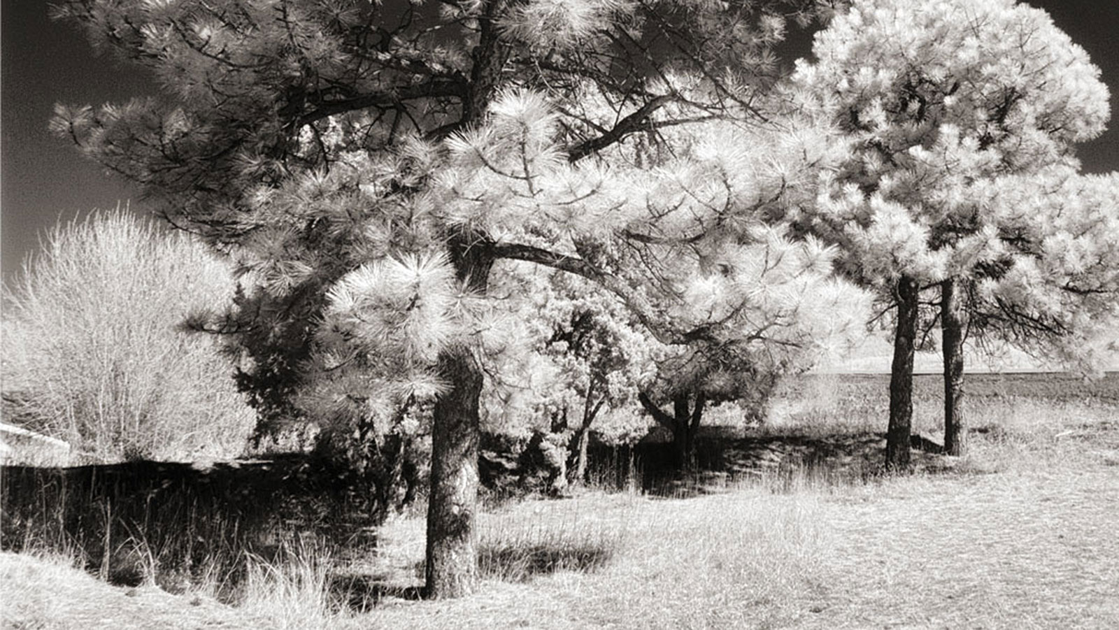 IR.WB.trees_fi | JoeFarace.com