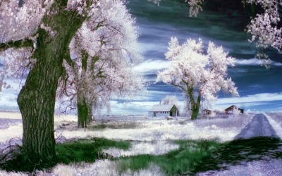 Working with Wratten Filters and Infrared Photography