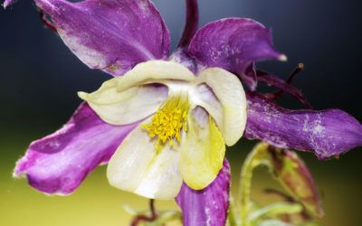 Thursday Vibes: Photographing the Colorado State Flower