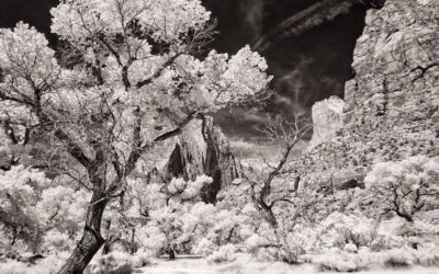 Monochrome Monday: Infrared Photography at Zion National Park