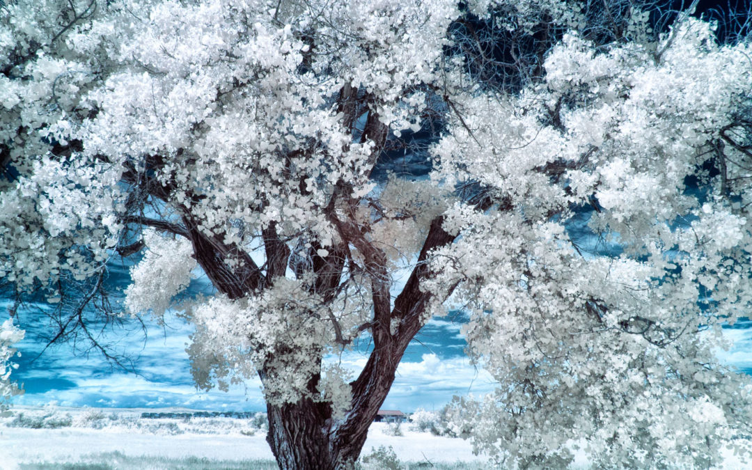 Infrared Photography and the Movies