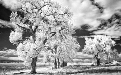 Exploring The Wood Effect in Infrared Photography