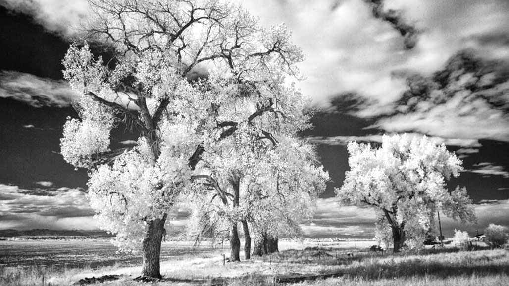 Exploring The Wood Effect in Infrared Photography