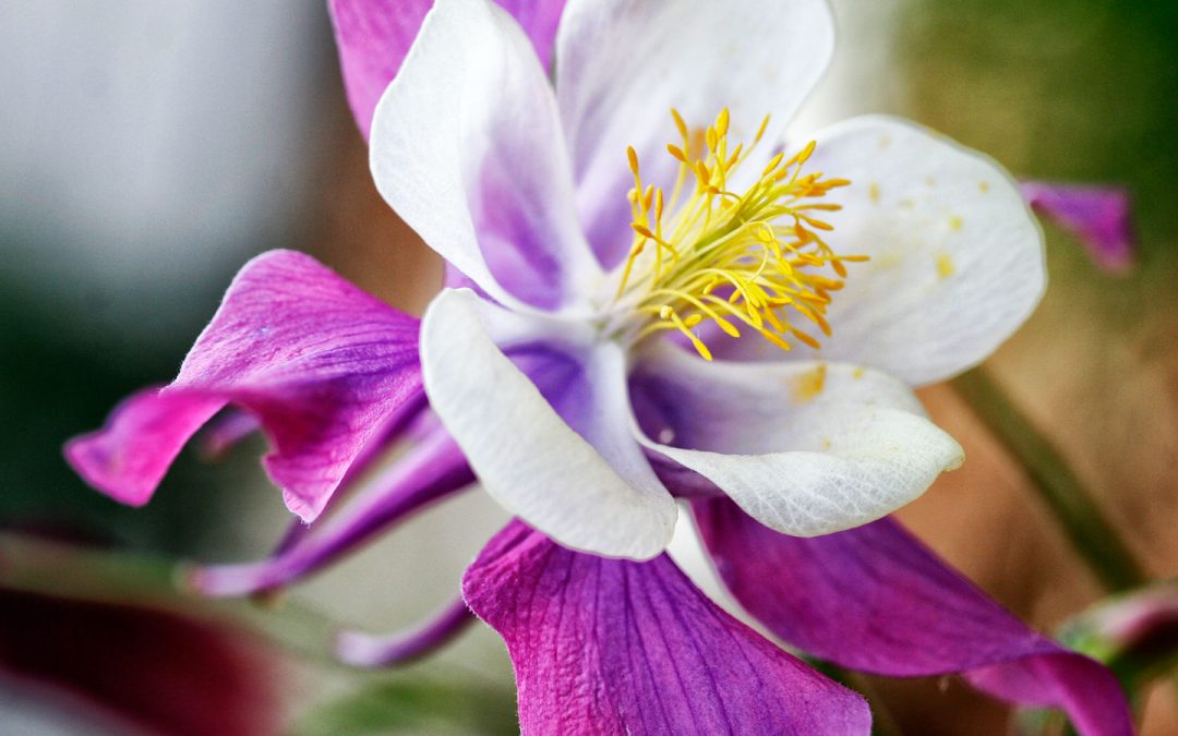 Why Not Give Macro Photography a Try