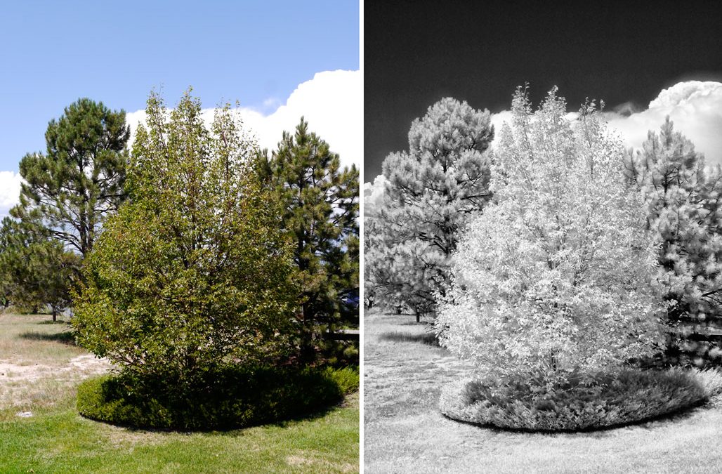 Looking at Infrared Capture Options: Filters