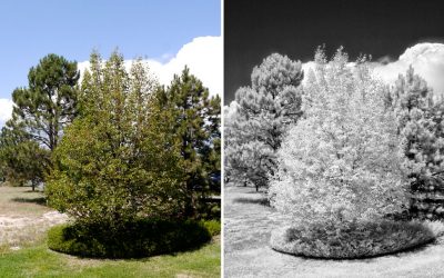 Looking at Infrared Capture Options: Filters
