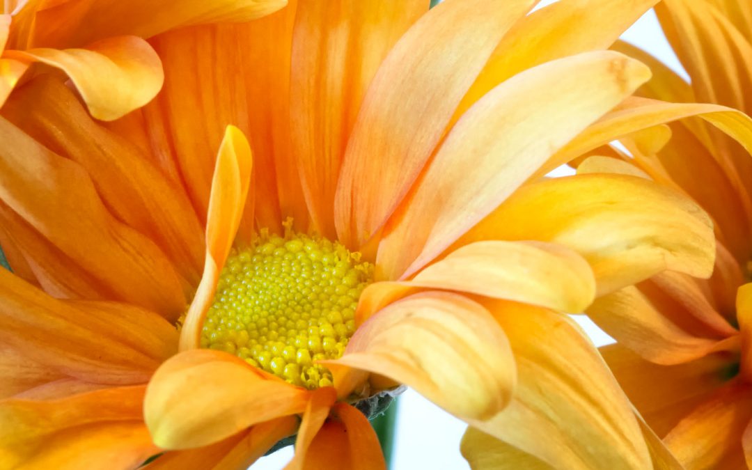 Tuesday Thoughts: Shooting Oly’s 60mm f/2.8 Macro lens