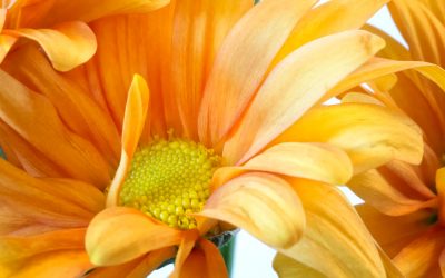 Tuesday Thoughts: Shooting Oly’s 60mm f/2.8 Macro lens