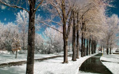 Shooting Color Infrared—in the Snow