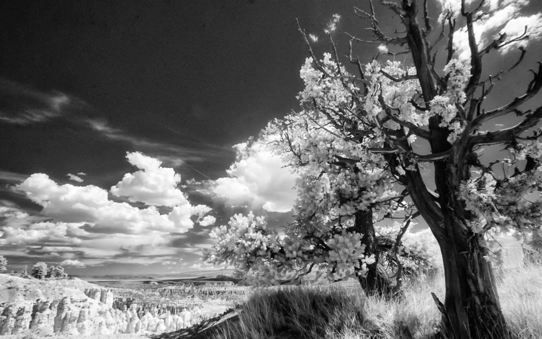 Monochrome Monday: Exposure Tips for Infrared Photography