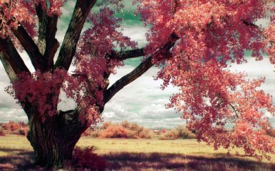 The Three Phases of Photographer’s Creative Life