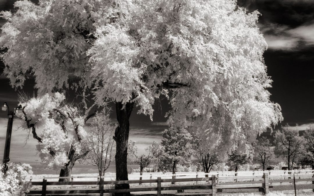 Monochrome Monday: Coping with White Balance in IR Photography