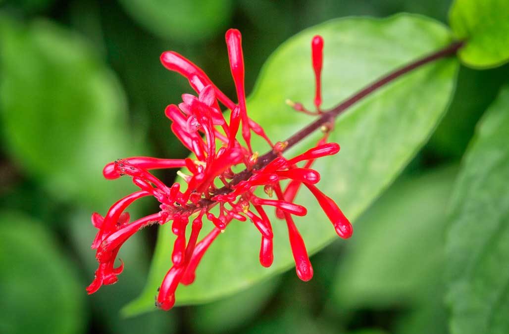 Puerto Rico: The El Yunque Rain Forest