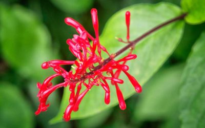 Puerto Rico: The El Yunque Rain Forest