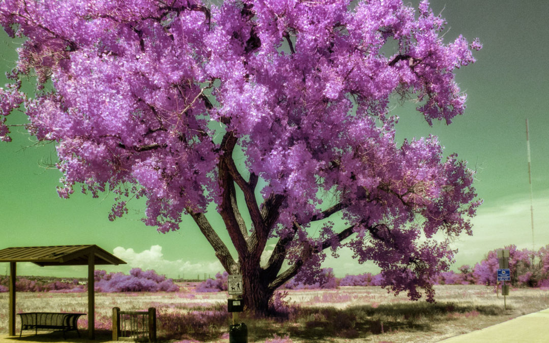 Exposing for Digital Infrared Photographs