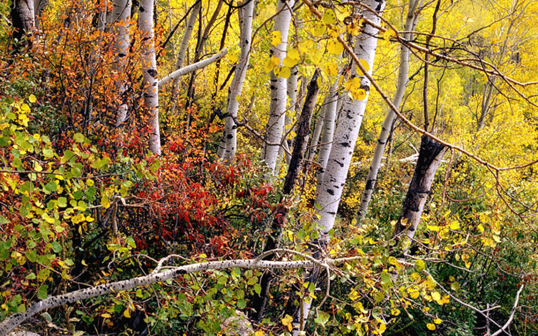 How I Photograph Landscapes