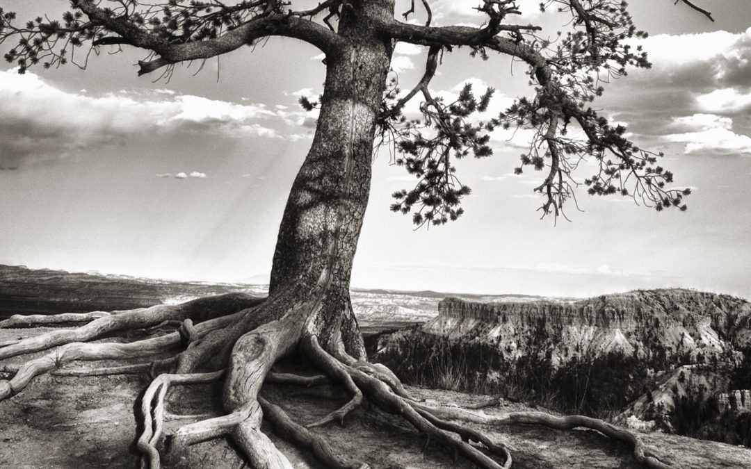 Monochrome Monday: “A Tree is a Tree is a Tree”