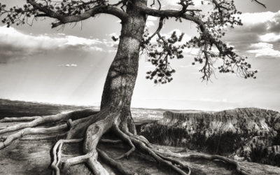 Monochrome Monday: “A Tree is a Tree is a Tree”