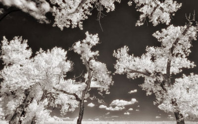 Photographing Barr Lake Trees in Infrared