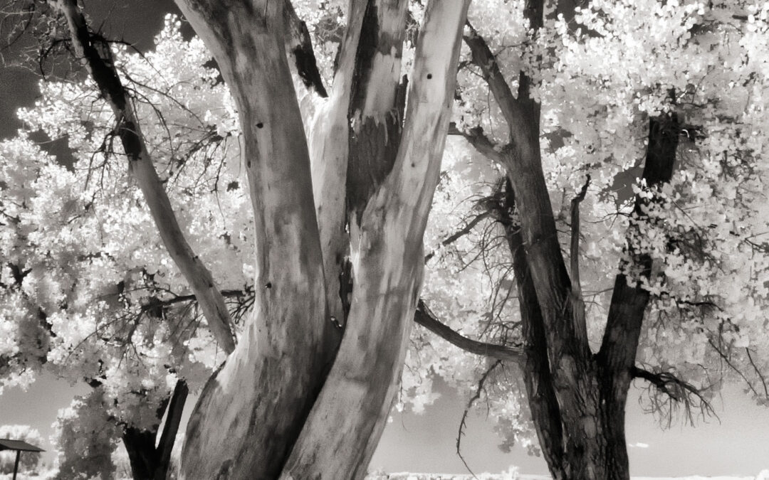 Shooting Infrared with a Leica 12mm MFT Lens