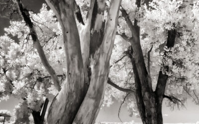 Shooting Infrared with a Leica 12mm MFT Lens