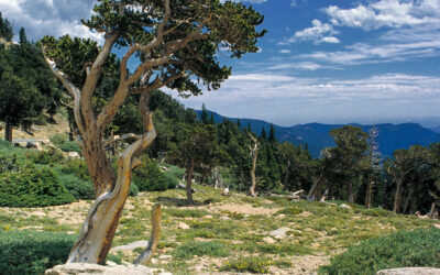 Travel Tuesday: Photographing a Bristlecone Pine