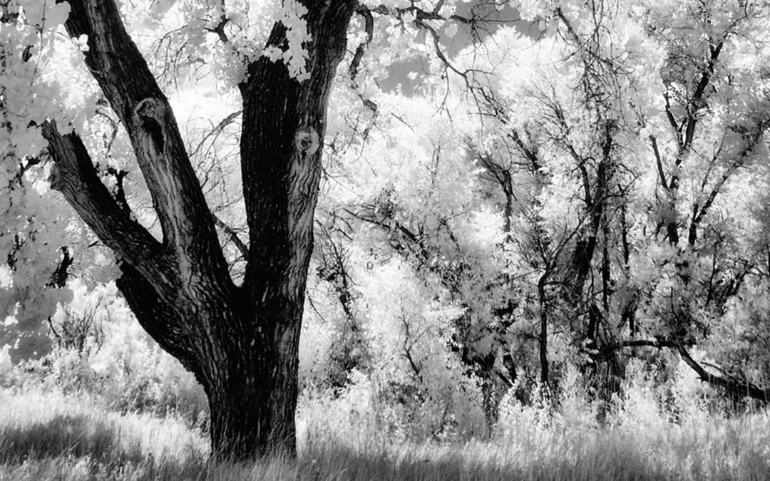 Monochrome Monday: Tips for Capturing the Infrared Landscape