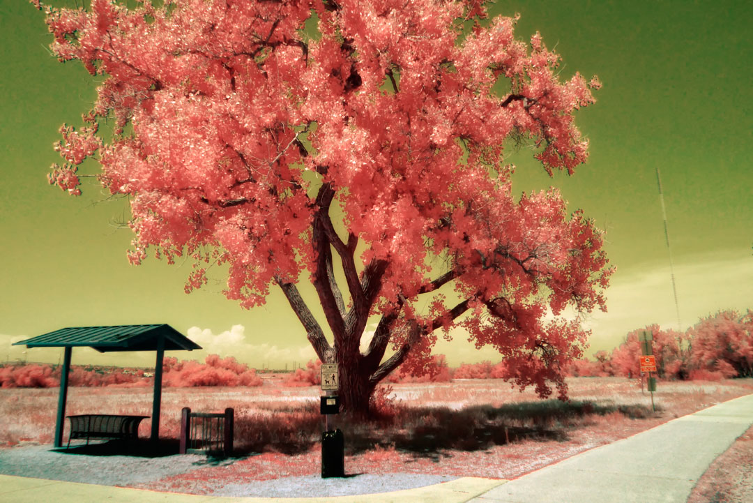 © Joe Farace. McCabe Meadows in Infrared