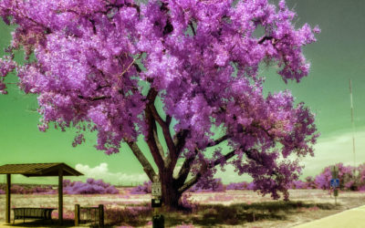 Infrared Camera Conversions: Video
