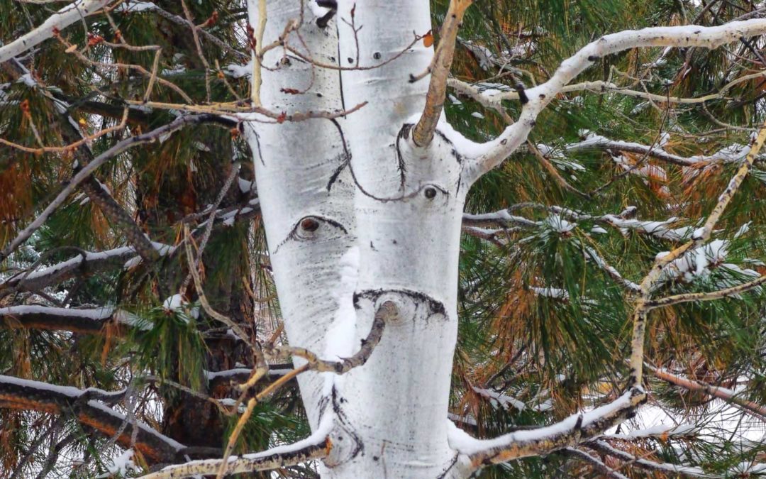 Giving New Life to Old Lenses