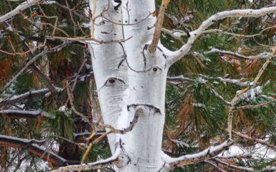 Giving New Life to Old Lenses