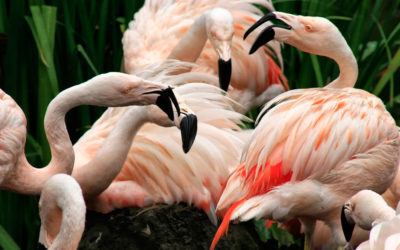 Tomorrow is National Zoo Lovers Day