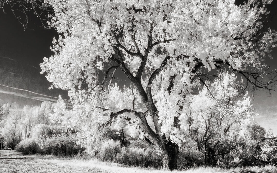 Are Your Images Sharp or Just Acceptably Sharp?