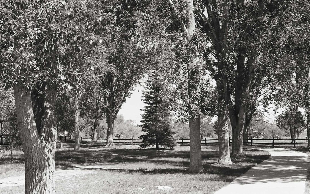 Film Friday: Renewing Your Creativity with Film Photography?