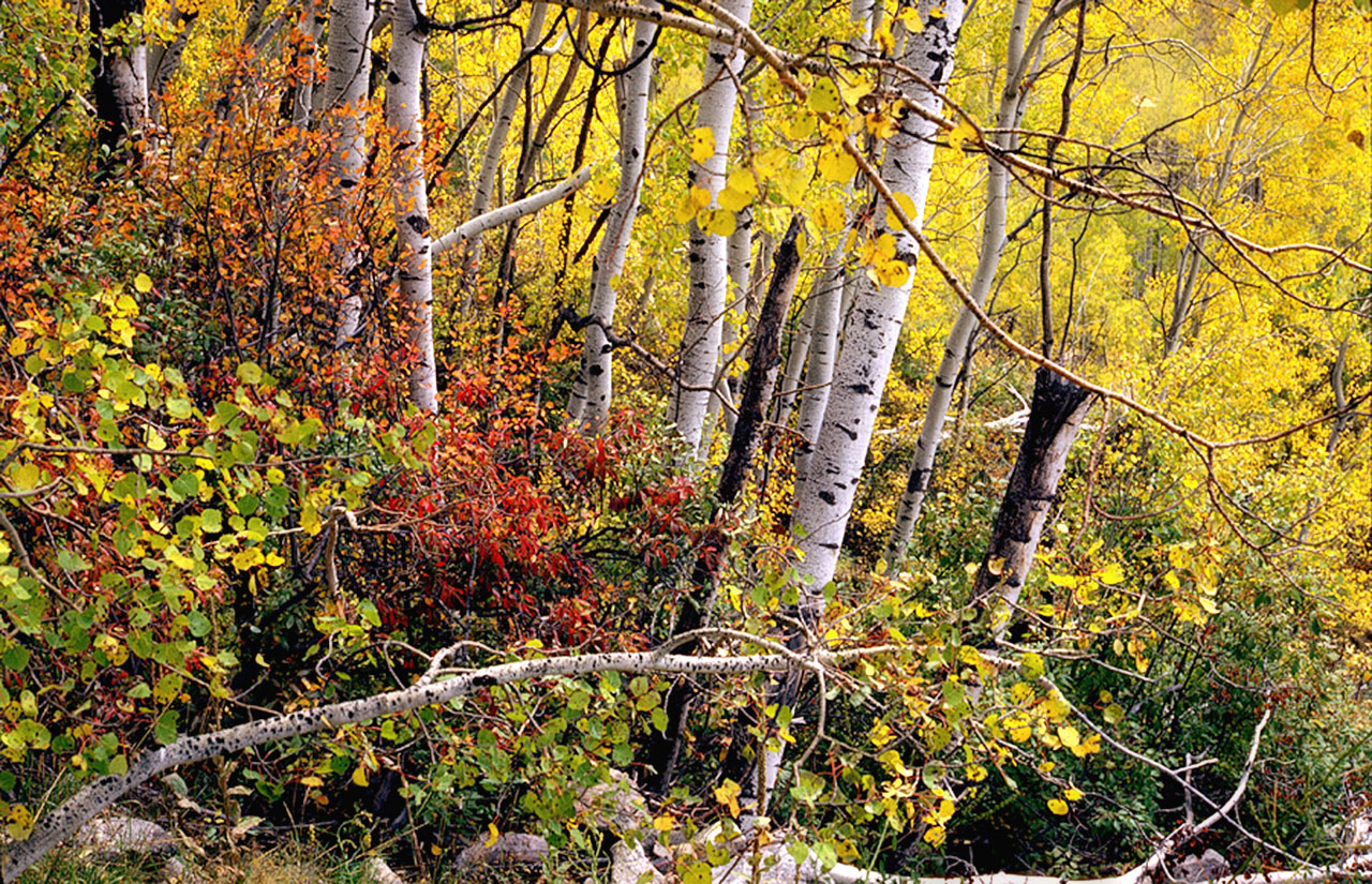 © Joe Farace. near Aspen, Colorado