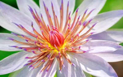 Another Way of Looking at Photographic Composition