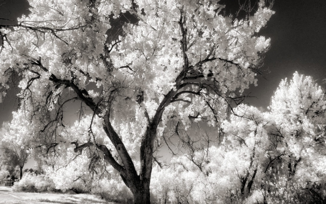 Is it Last Chance Infrared?