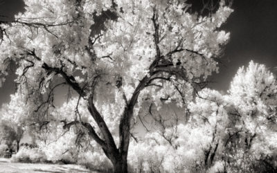 Is it Last Chance Infrared?