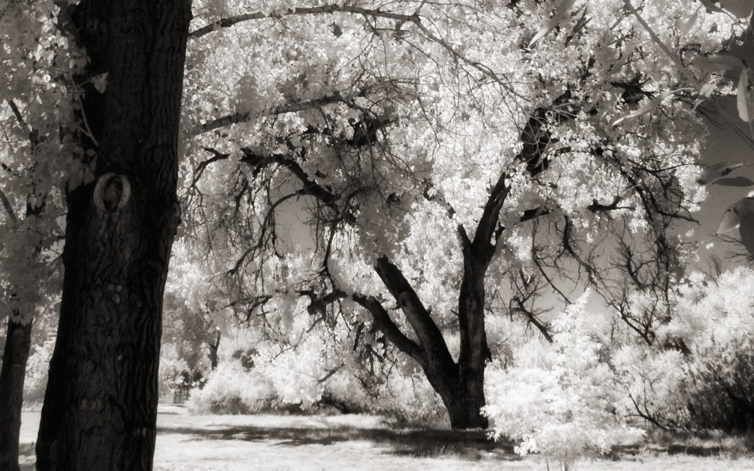 Monochrome Monday: Calculate Exposure for Infrared Landscapes