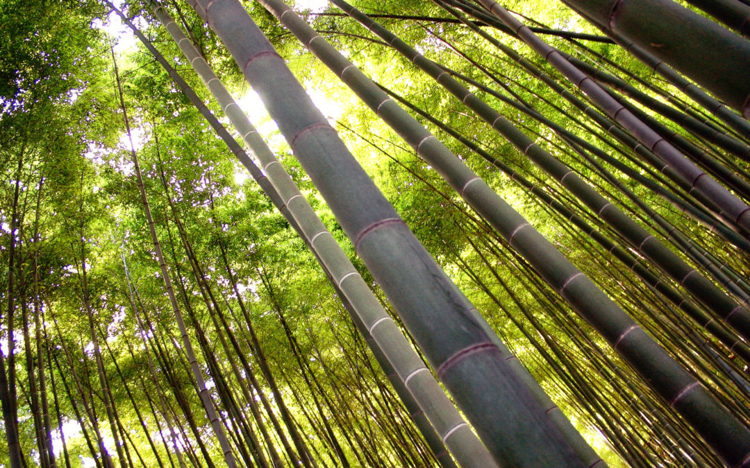 Tuesday Thoughts: Into the Bamboo Forest