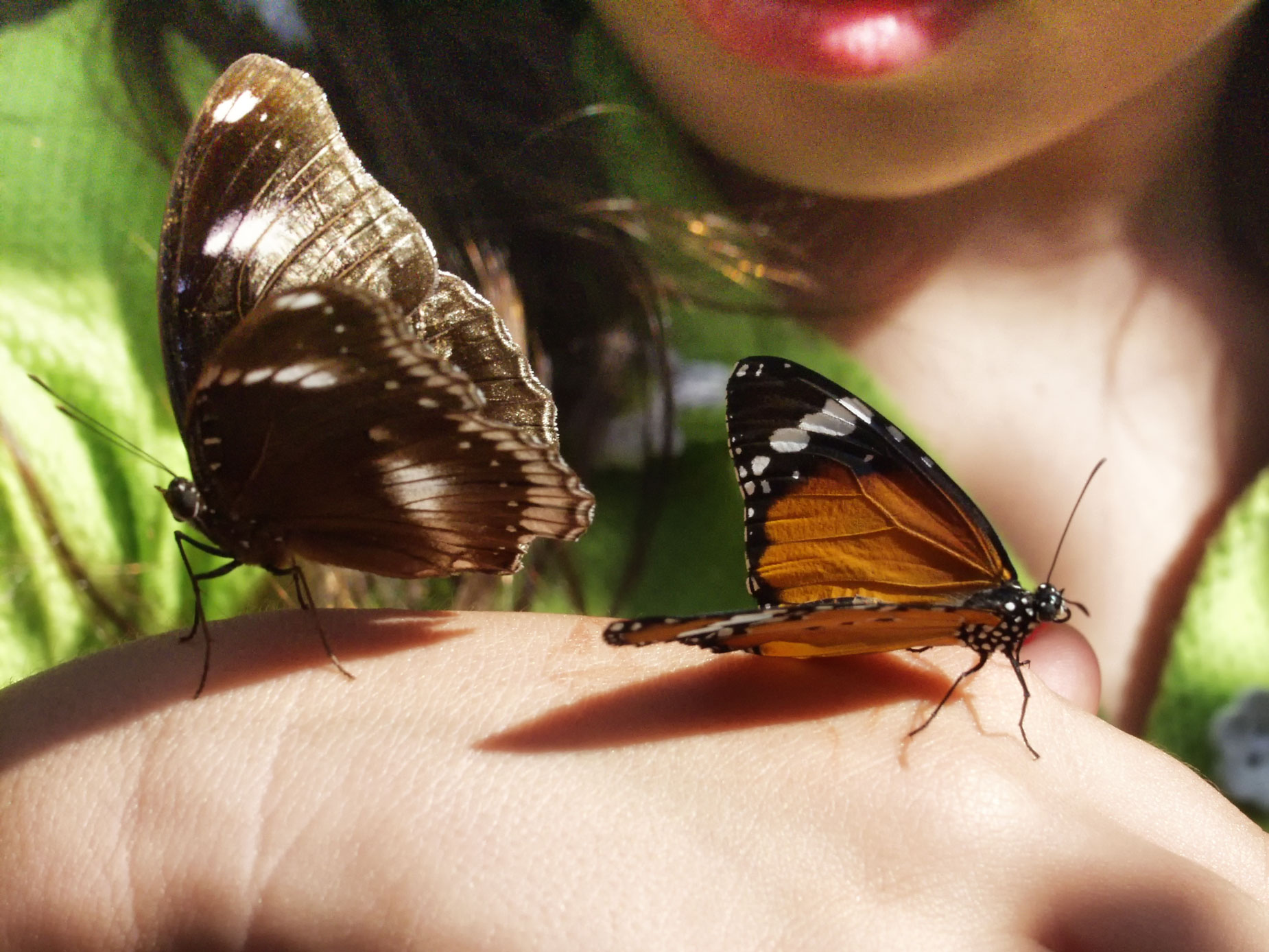 © Joe Farace. Butterfly World