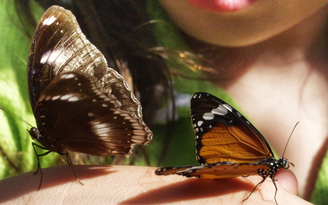 Travel Tuesday: National Learn About Butterflies Day