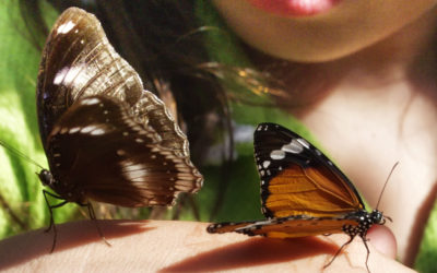 Travel Tuesday: National Learn About Butterflies Day