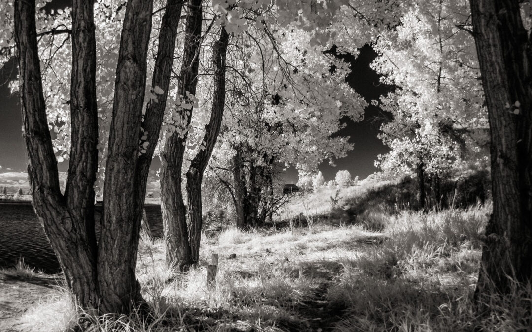 Monochrome Monday: Infrared Photography in Your Own Backyard