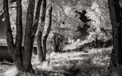 Monochrome Monday: Infrared Photography in Your Own Backyard