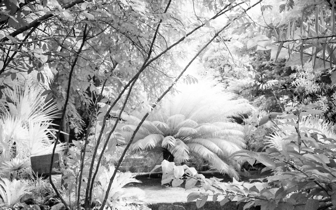 Travel Tuesday: Infrared in Black & White