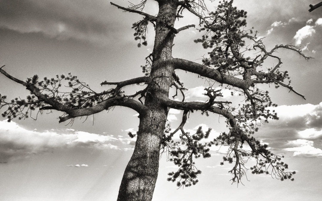Travel Tuesday: National Love a Tree Day