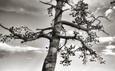 Travel Tuesday: National Love a Tree Day